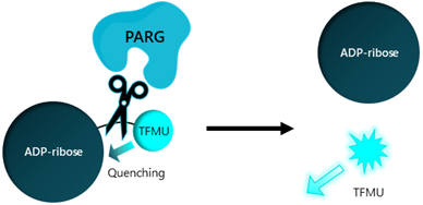 PARG Fluorogenic Assay Kit