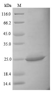 Interleukin-34 (Il34), mouse, recombinant