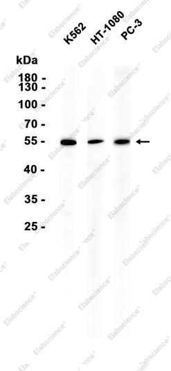 Anti-Recombinant Nampt, clone C112944