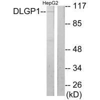 Anti-DLGAP1
