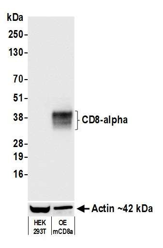 Anti-CD8 alpha Recombinant Monoclonal