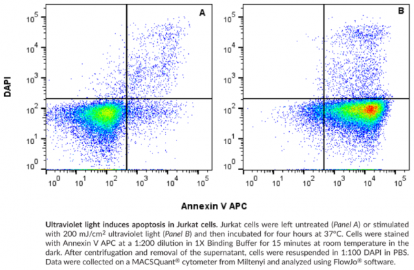 Annexin V APC Assay Kit