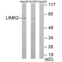 Anti-LIMK2