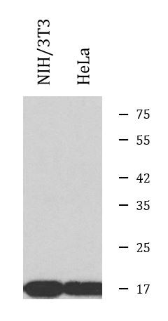 Anti-Cyclophilin A