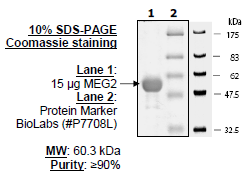 MEG-2, active human recombinant protein