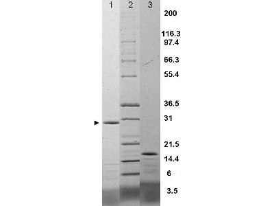 Interleukin-17F, rat recombinant (rrIL-17F)