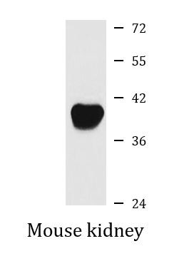 Anti-Arginase 2