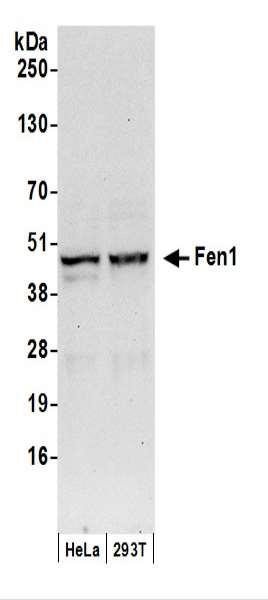 Anti-Fen1