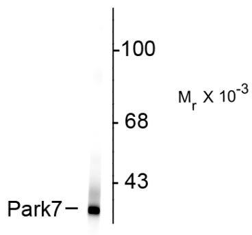 Anti-Park7 / DJ-1, clone 4H4