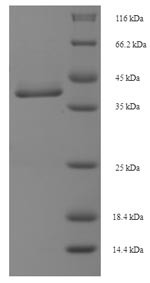 Protein MIS12 homolog (MIS12), human, recombinant
