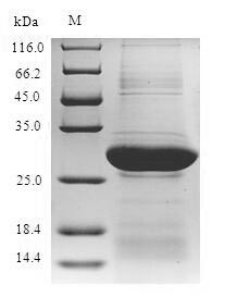 Glypican-4 (Gpc4), partial, mouse, recombinant