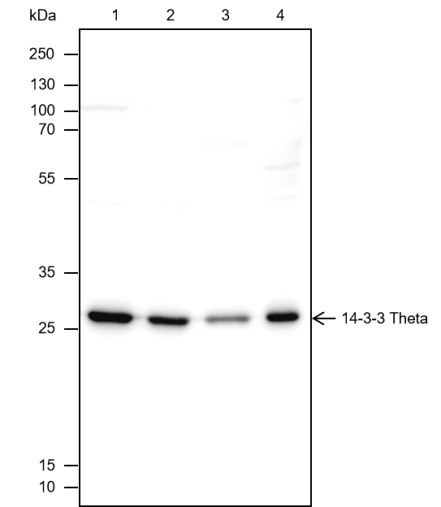Anti-Recombinant 14-3-3 theta, clone A449