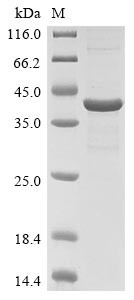 Chitinase-3-like protein 1 (Chi3l1), rat, recombinant