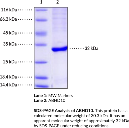 Anti-ABHD10 (human, recombinant)
