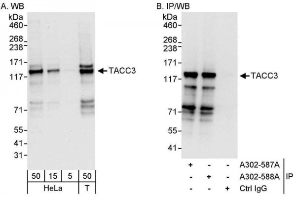 Anti-TACC3