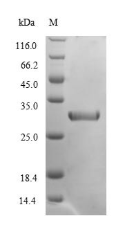 Chymotrypsin-like elastase family member 2A (Cela2a), mouse, recombinant