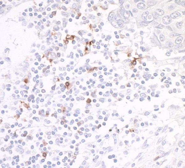 Anti-OX40/CD134 Recombinant Monoclonal