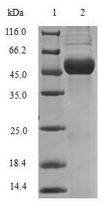 Malate dehydrogenase (mdh), Brucella abortus, recombinant