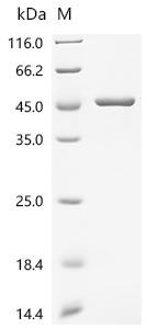 Sorbitol dehydrogenase (Sord), recombinant mouse