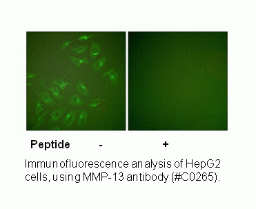 Anti-MMP-13