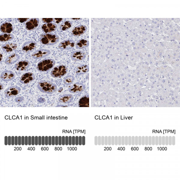 Anti-CLCA1