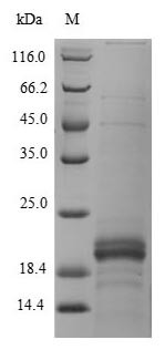 Zymogen granule protein 16 homolog B (ZG16B), human, recombinant