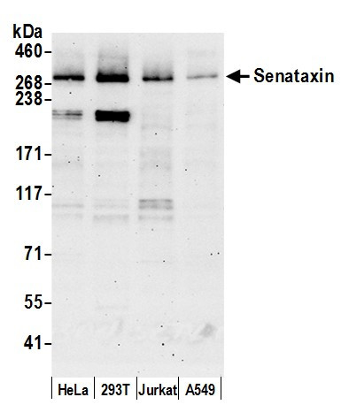 Anti-Senataxin