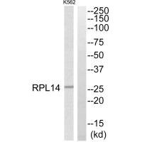 Anti-RPL14