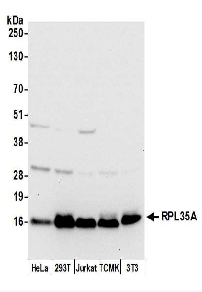 Anti-RPL35A