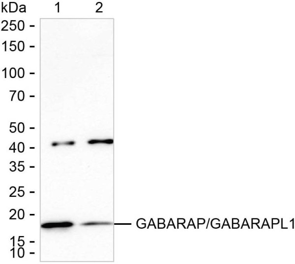 Anti-GABARAP/GABARAPL1
