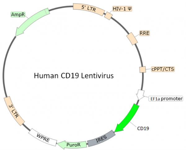 CD19 Lentivirus