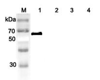Anti-DLL1 (human)