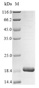 ATP synthase subunit g, mitochondrial (ATP5MG), bovine, recombinant