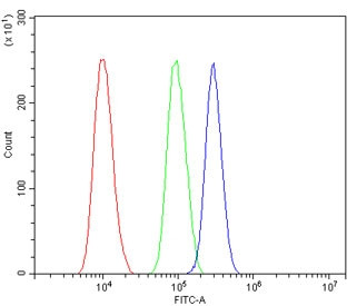 Anti-CHD2 / Chromodomain-helicase-DNA-binding protein 2
