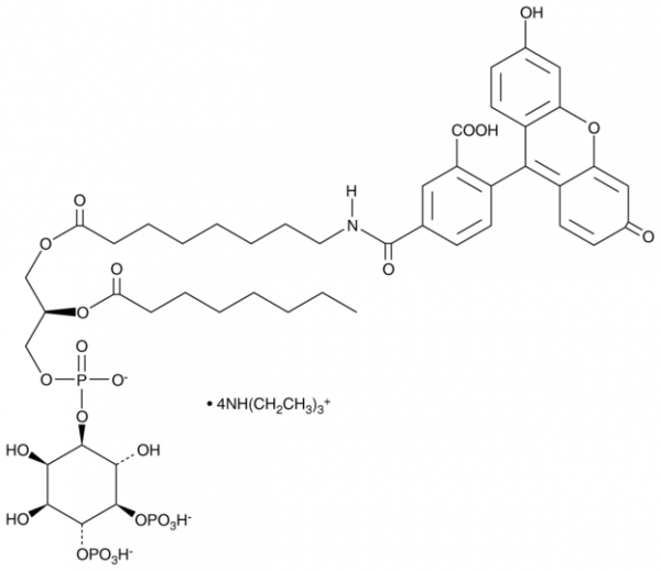 PtdIns-(4,5)-P2-fluorescein (triethylammonium salt)