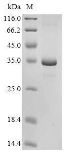 Granzyme K (Gzmk), mouse, recombinant