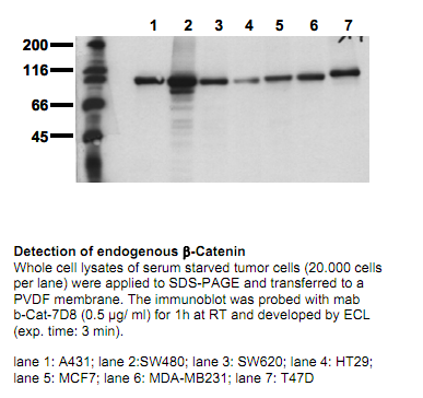 Anti-beta-Catenin (C-term) (exon 14), clone 7D8