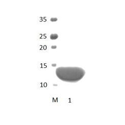 TJP1_3 PDZ Domain