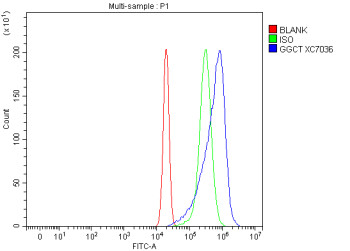 Anti-GGCT / Gamma-glutamylcyclotransferase