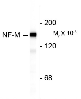 Anti-Neurofilament NF-M