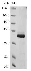 COMM domain-containing protein 5 (COMMD5), human, recombinant