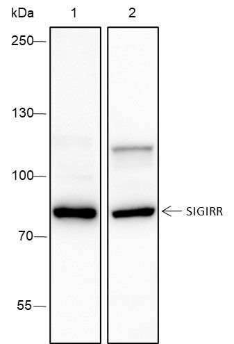 Anti-Recombinant SIGIRR, clone A360