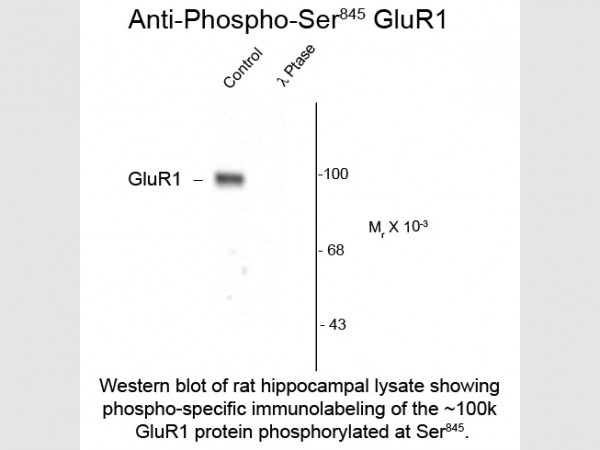 Anti-phospho-GluR1 (Ser845)