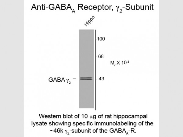 Anti-GABA(A) Receptor gamma 2