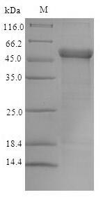 Trimethyllysine dioxygenase, mitochondrial (TMLHE), human, recombinant