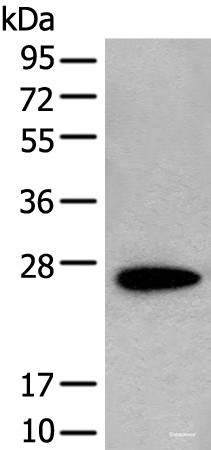 Anti-CD63