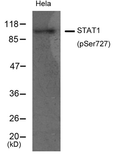 Anti-phospho-STAT1 (Ser727)