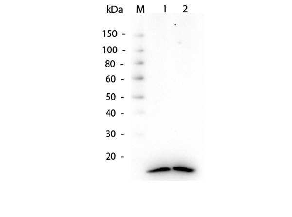 Anti-Histone H3