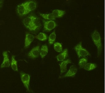 Anti-AIFM1 / AIF / Apoptosis-Inducing Factor, clone 8H1-B10-A12