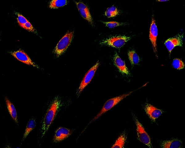 Cell Navigator(TM) Live Cell Endoplasmic Reticulum (ER) Staining Kit *Red Fluorescence*